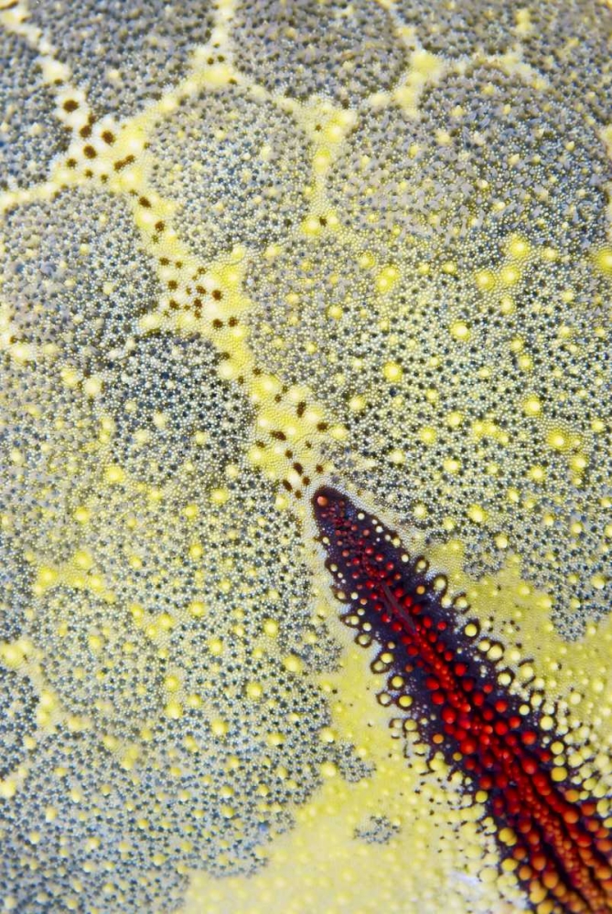 Indonesia, Papua, Raja Ampat Sea star art print by Jones Shimlock for $57.95 CAD