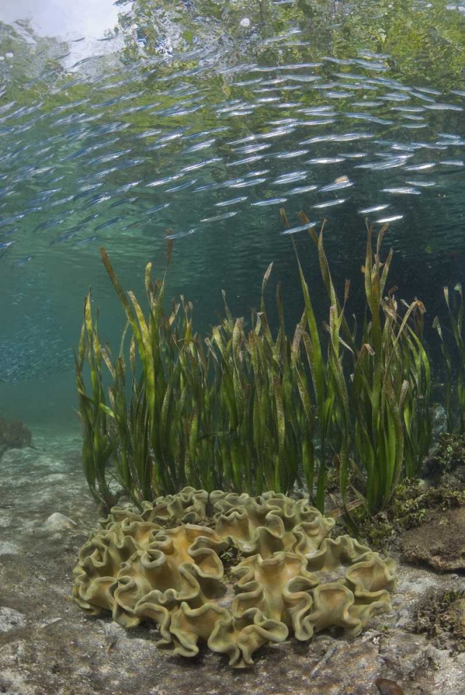Indonesia, Papua Baitfish swims above coral art print by Jones Shimlock for $57.95 CAD