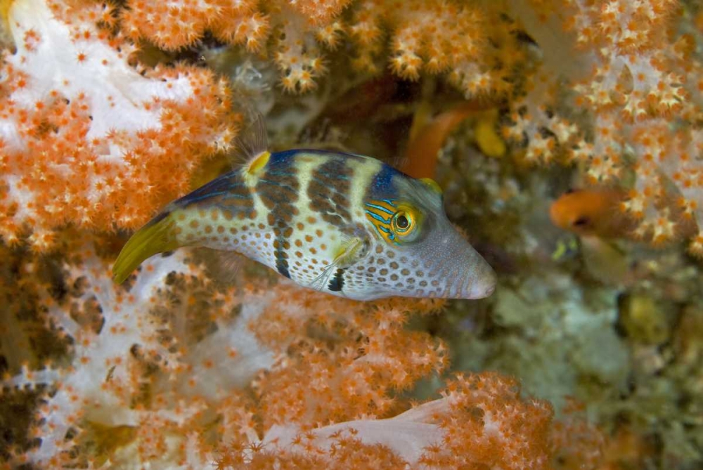 Indonesia, Papua, Raja Ampat Pufferfish art print by Jones Shimlock for $57.95 CAD
