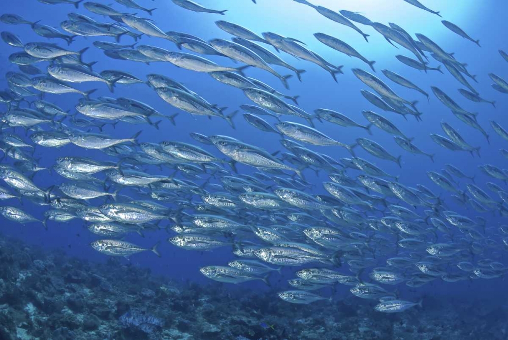 Indonesia, Papua Scad fish, tuna look-alikes art print by Jones Shimlock for $57.95 CAD