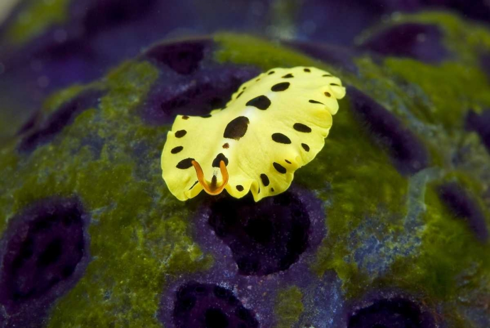 Indonesia, Papua Recently discovered flatworm art print by Jones Shimlock for $57.95 CAD