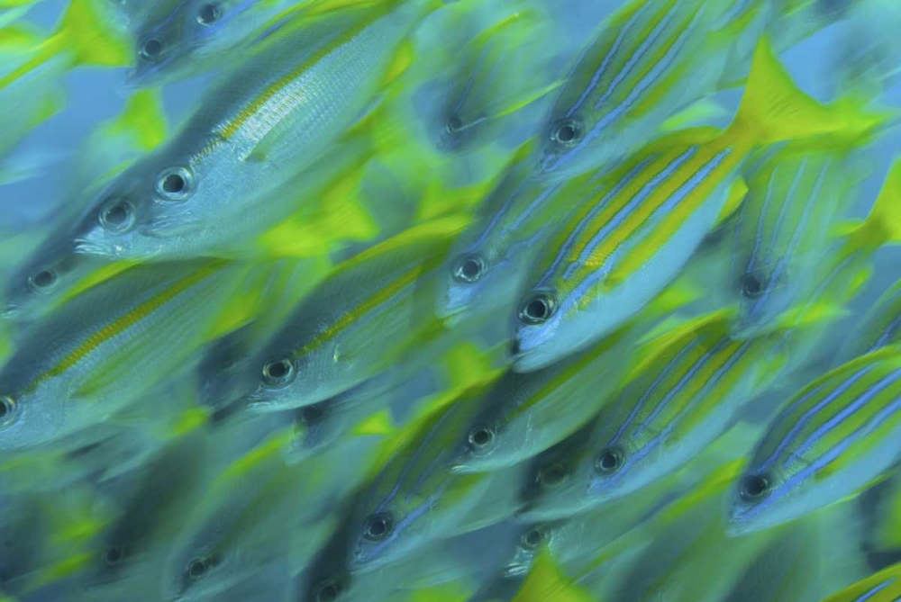 Indonesia, Papua, Raja Ampat Abstract Snapper art print by Jones Shimlock for $57.95 CAD