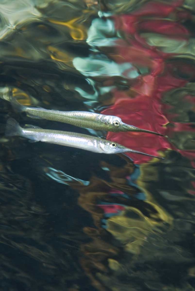 Indonesia, Papua Abstract of halfbeak fish art print by Jones Shimlock for $57.95 CAD