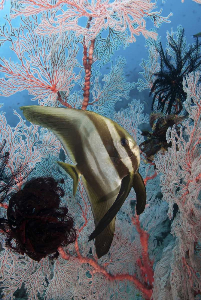 Indonesia, Papua, Raja Ampat Batfish and coral art print by Jones Shimlock for $57.95 CAD