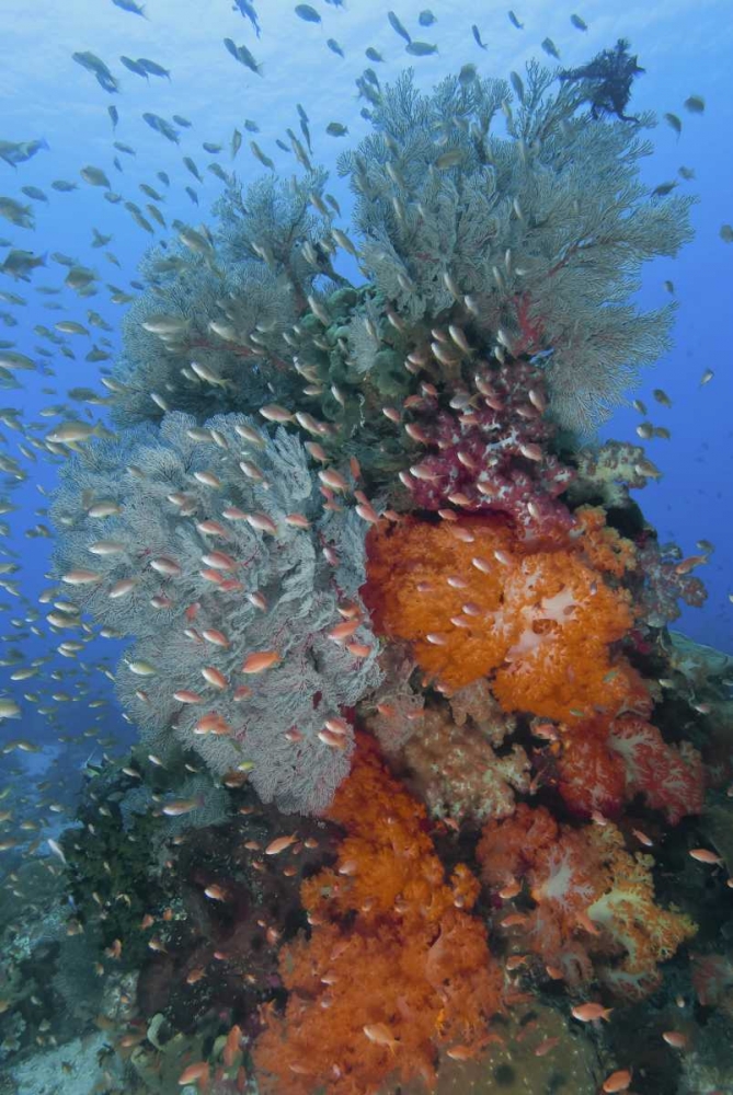 Indonesia, Komodo NP Underwater Fish and coral art print by Jones Shimlock for $57.95 CAD