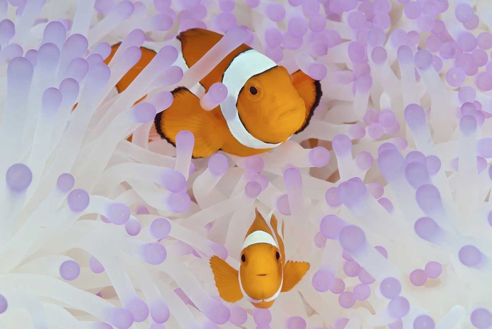 Indonesia, Papua Anemonefish in an anemone art print by Jones Shimlock for $57.95 CAD