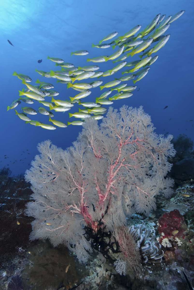 Indonesia, Papua, SE Misool Fish and coral art print by Jones Shimlock for $57.95 CAD