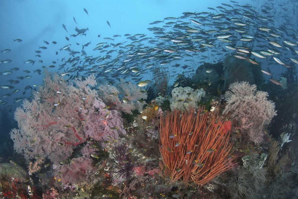 Indonesia, Papua, SE Misool Fish and coral art print by Jones Shimlock for $57.95 CAD