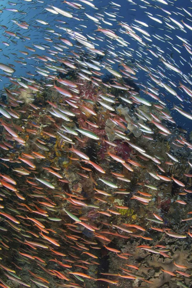Indonesia, Raja Ampat Underwater fish and coral art print by Jones Shimlock for $57.95 CAD