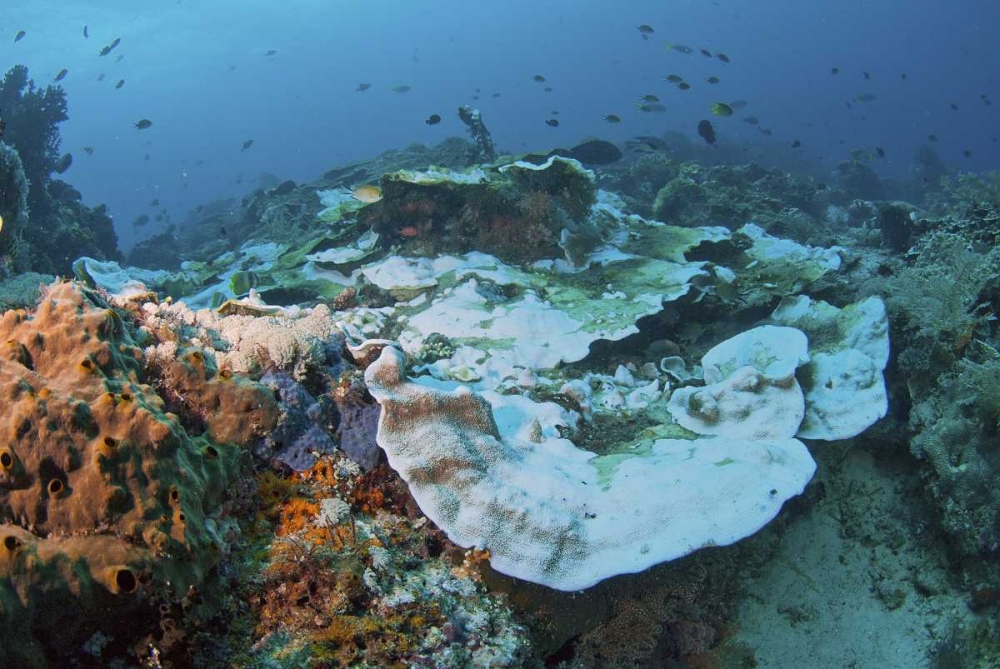 Indonesia, Papua, Raja Ampat Damaged reef art print by Jones Shimlock for $57.95 CAD