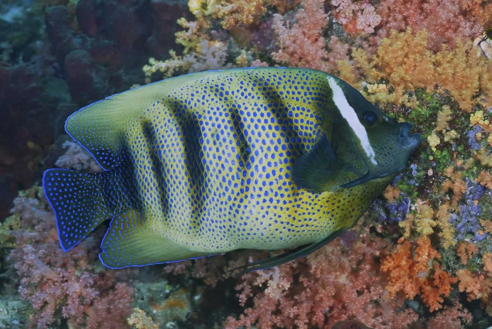 Indonesia, Raja Ampat Underwater fish and coral art print by Jones Shimlock for $57.95 CAD