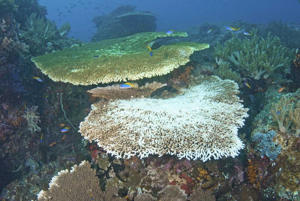 Indonesia, Papua, Raja Ampat Damaged reef art print by Jones Shimlock for $57.95 CAD