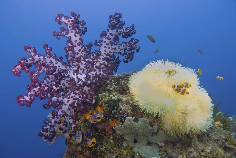 Indonesia, Raja Ampat Underwater fish and coral art print by Jones Shimlock for $57.95 CAD