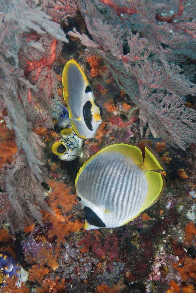 Indonesia, Raja Ampat Underwater fish and coral art print by Jones Shimlock for $57.95 CAD