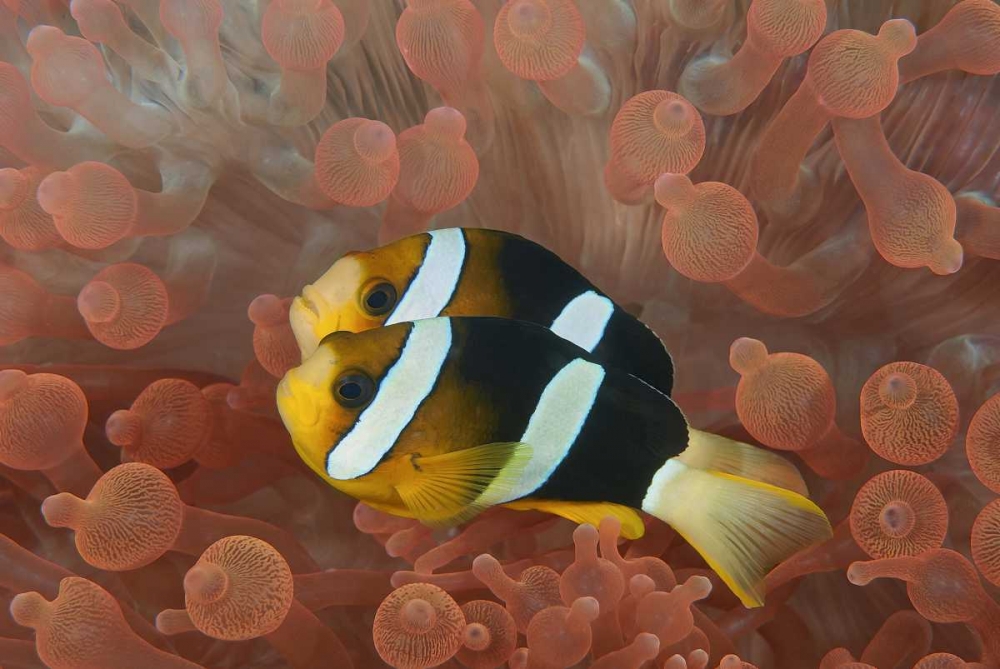 Indonesia, Papua Anemonefish in an anemone art print by Jones Shimlock for $57.95 CAD