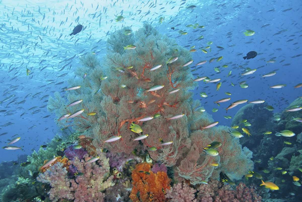 Indonesia, Raja Ampat Underwater fish and coral art print by Jones Shimlock for $57.95 CAD