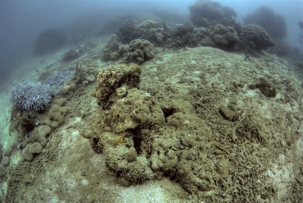 Indonesia, Papua, Raja Ampat Damaged reef art print by Jones Shimlock for $57.95 CAD