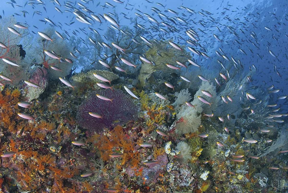 Indonesia, Raja Ampat Underwater fish and coral art print by Jones Shimlock for $57.95 CAD