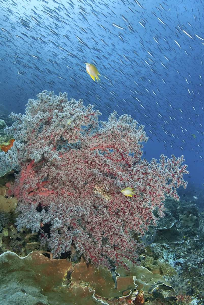Indonesia, Raja Ampat Underwater fish and coral art print by Jones Shimlock for $57.95 CAD