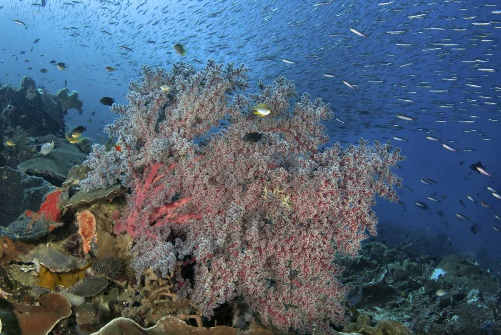 Indonesia, Raja Ampat Underwater fish and coral art print by Jones Shimlock for $57.95 CAD