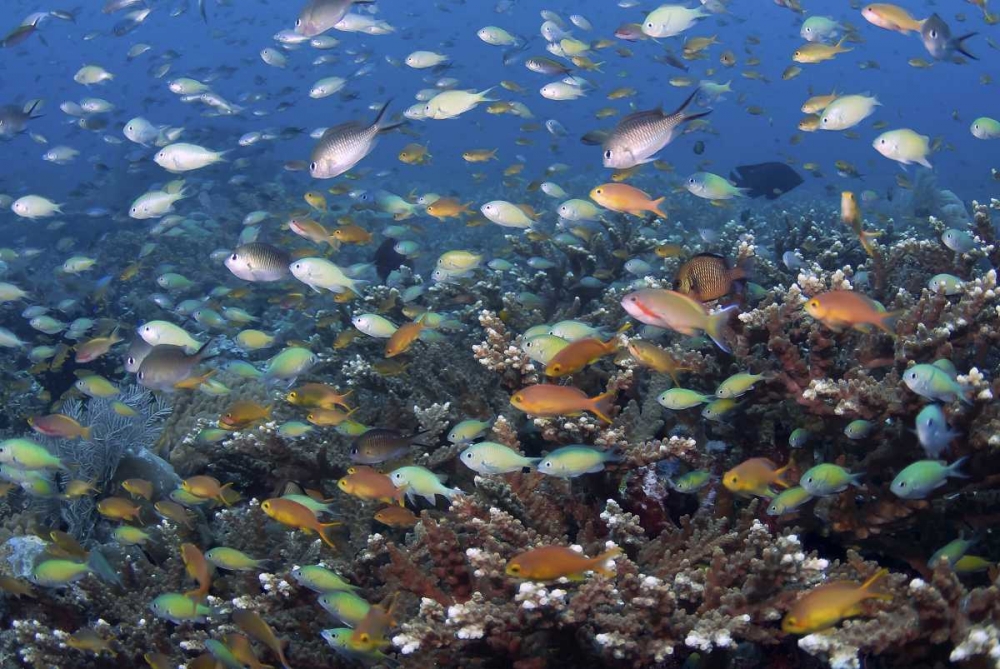 Indonesia, Raja Ampat Underwater fish and coral art print by Jones Shimlock for $57.95 CAD