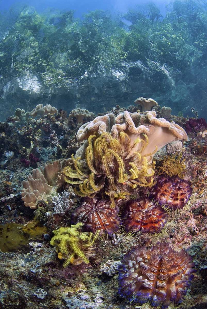 Indonesia, Raja Ampat Underwater fish and coral art print by Jones Shimlock for $57.95 CAD