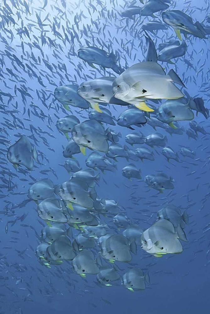 Indonesia, Papua, Raja Ampat Schooling batfish art print by Jones Shimlock for $57.95 CAD