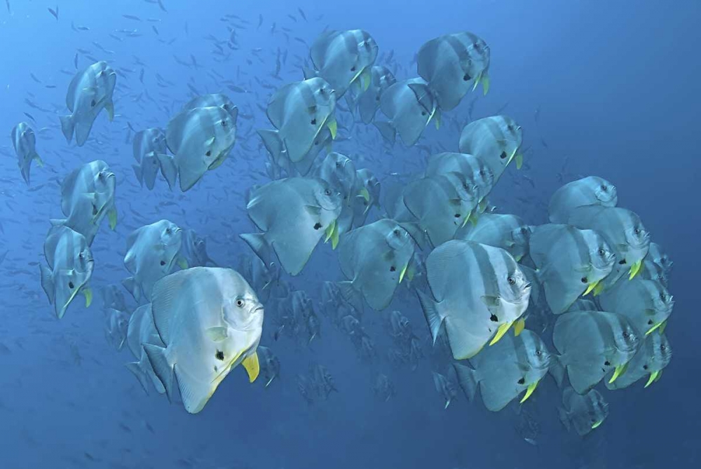 Indonesia, Papua, Raja Ampat Schooling batfish art print by Jones Shimlock for $57.95 CAD