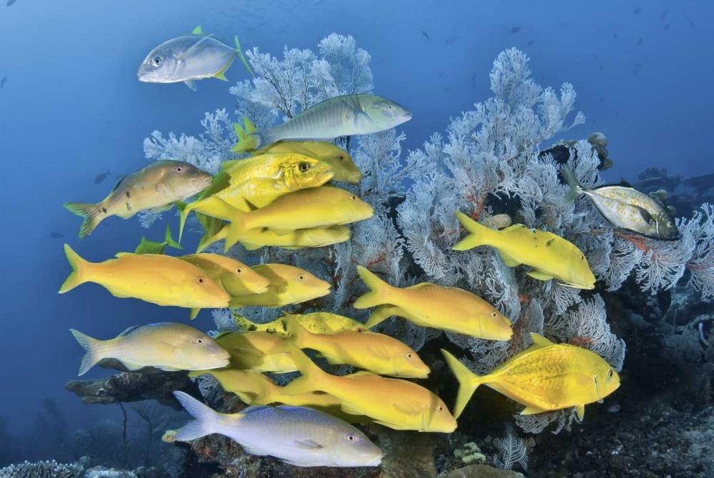 Indonesia, Raja Ampat Underwater fish and coral art print by Jones Shimlock for $57.95 CAD
