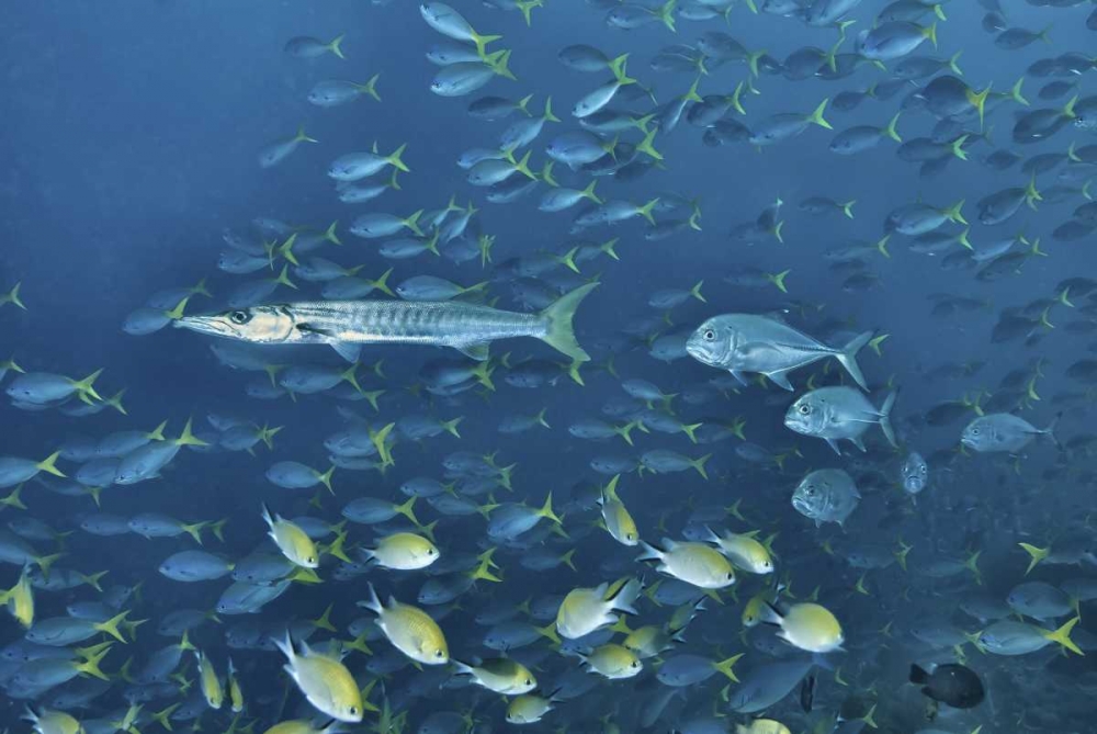 Indonesia, Papua, Raja Ampat Schooling fish art print by Jones Shimlock for $57.95 CAD