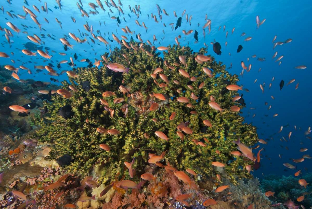 Indonesia, Komodo NP Fish and hard coral art print by Jones Shimlock for $57.95 CAD