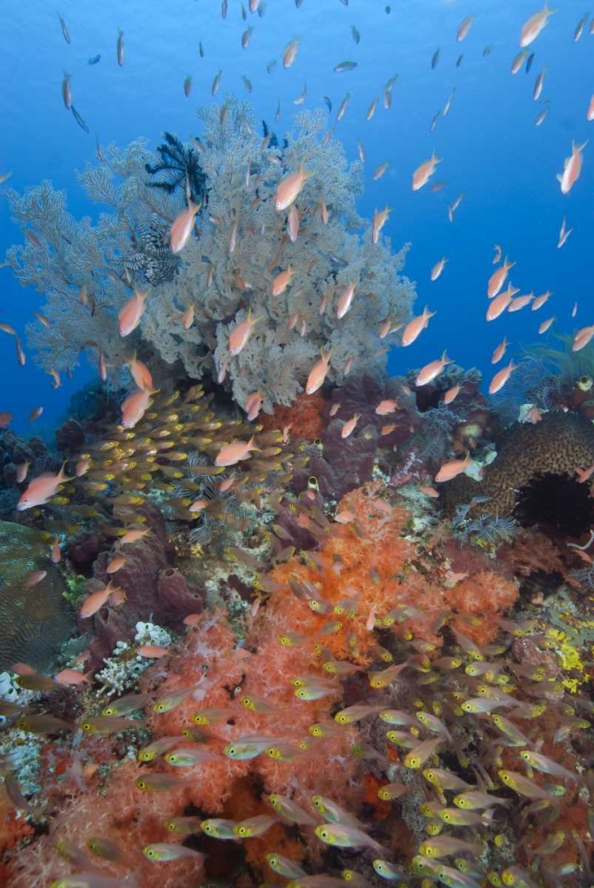 Indonesia, Komodo NP Underwater Fish and coral art print by Jones Shimlock for $57.95 CAD