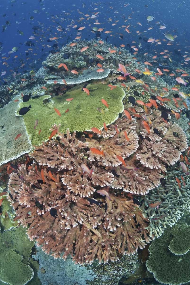 Indonesia, Komodo NP, Tatawa Kecil Fish swimming art print by Jones Shimlock for $57.95 CAD