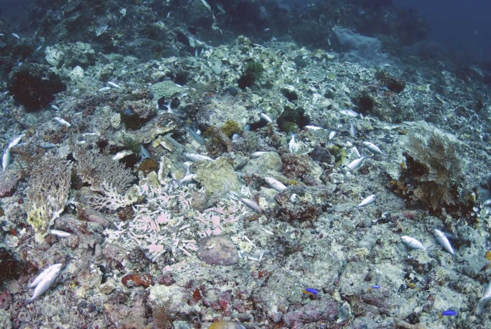 Indonesia, Papua, Fam, Penemu Islands Dead Reefs art print by Jones Shimlock for $57.95 CAD