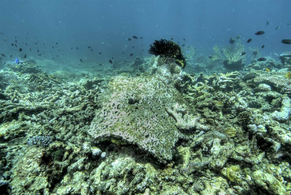 Indonesia, Papua, Raja Ampat Damaged reef art print by Jones Shimlock for $57.95 CAD