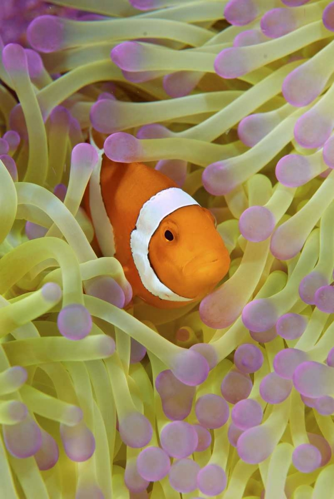Indonesia, Papua Anemonefish in anemone art print by Jones Shimlock for $57.95 CAD