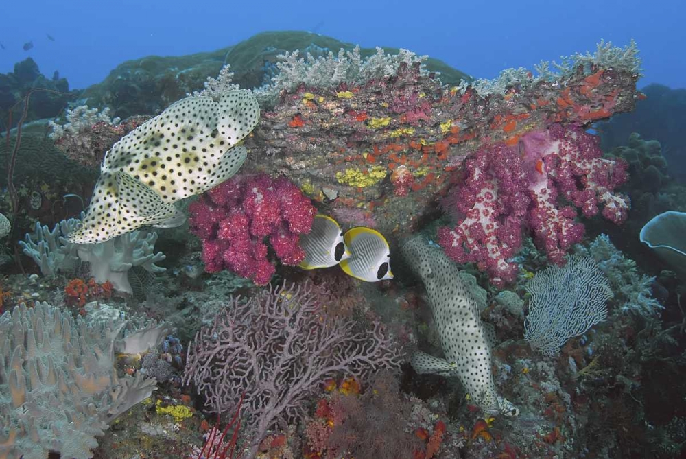 Indonesia, Papua, SE Misool Fish and coral art print by Jones Shimlock for $57.95 CAD