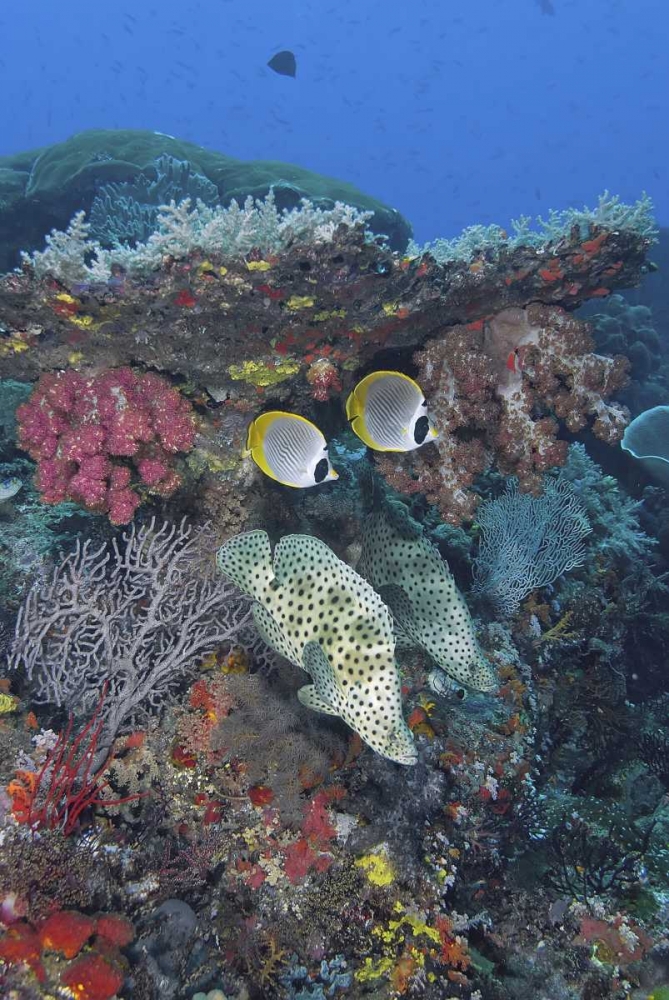 Indonesia, Papua, SE Misool Fish and coral art print by Jones Shimlock for $57.95 CAD