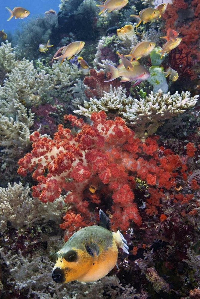 Indonesia, Papua, SE Misool Fish and coral art print by Jones Shimlock for $57.95 CAD