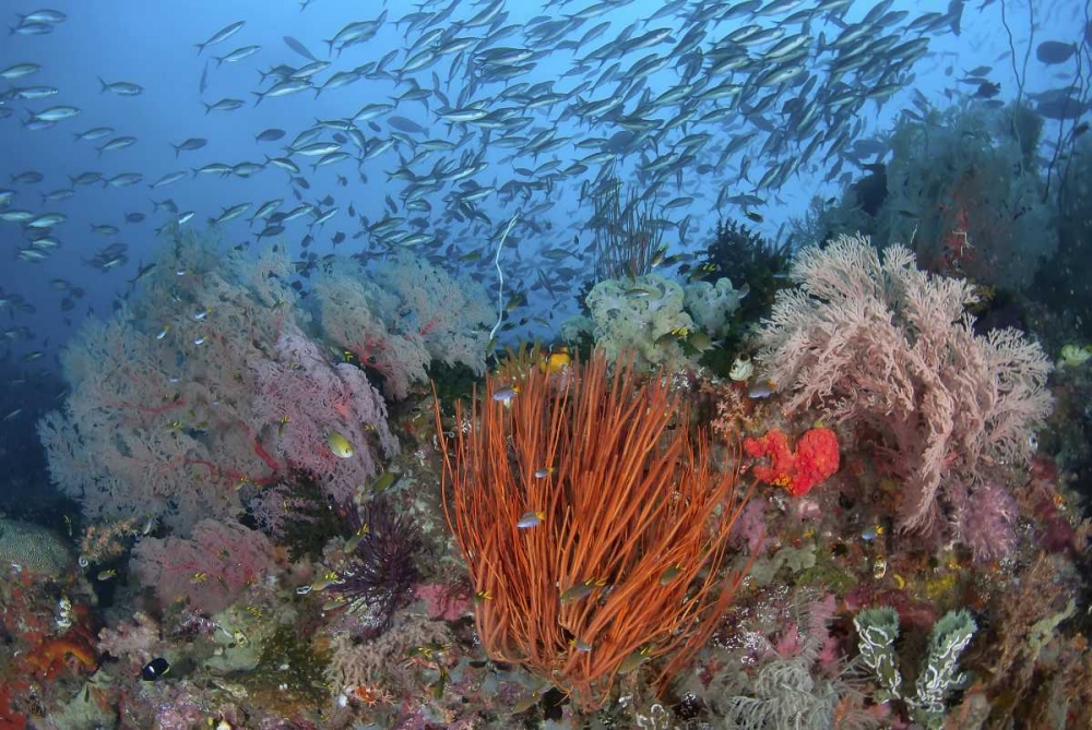 Indonesia, Papua, SE Misool Fish and coral art print by Jones Shimlock for $57.95 CAD