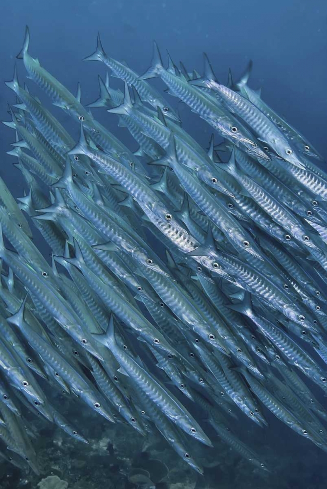 Indonesia, Papua Underwater Schooling barracuda art print by Jones Shimlock for $57.95 CAD