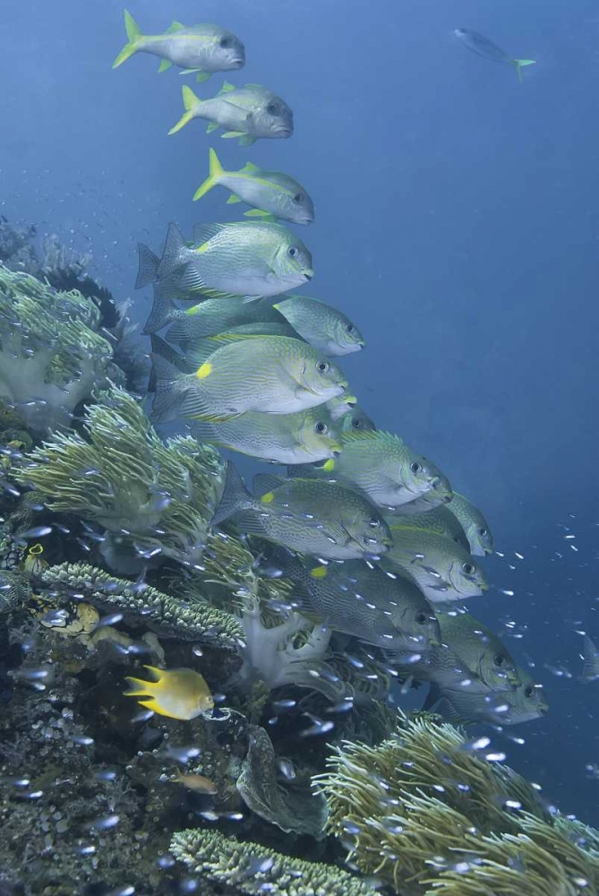 Indonesia, Raja Ampat Underwater fish and coral art print by Jones Shimlock for $57.95 CAD