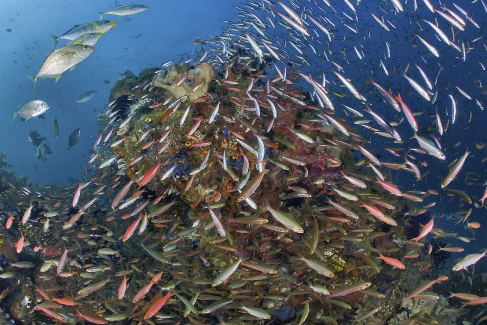 Indonesia, Raja Ampat Underwater fish and coral art print by Jones Shimlock for $57.95 CAD