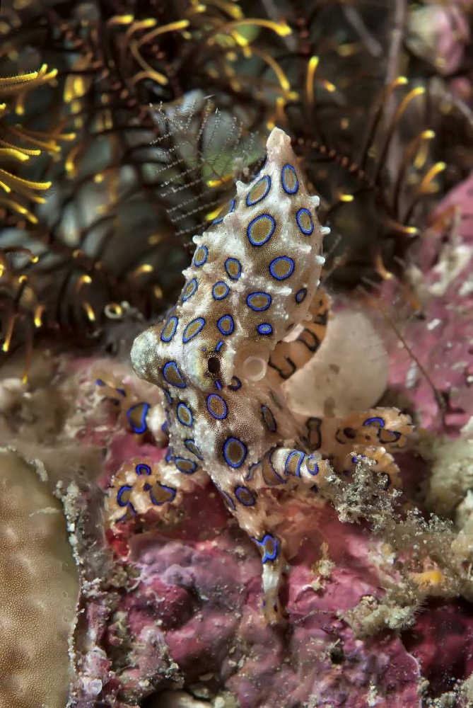 Indonesia, Papua Blue-ring octopus and coral art print by Jones Shimlock for $57.95 CAD