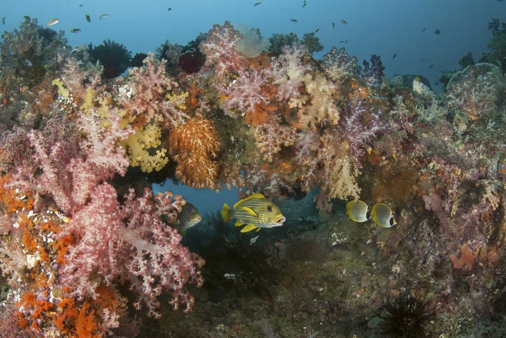 Indonesia, Raja Ampat Underwater fish and coral art print by Jones Shimlock for $57.95 CAD