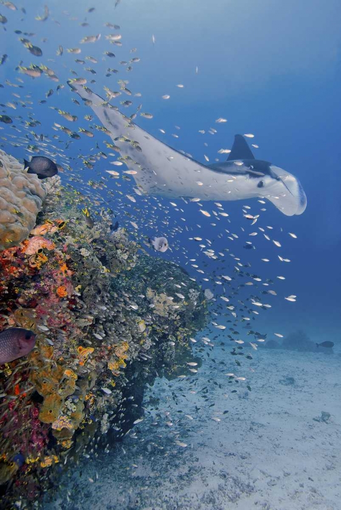 Indonesia, Papua Manta ray, fish and coral art print by Jones Shimlock for $57.95 CAD