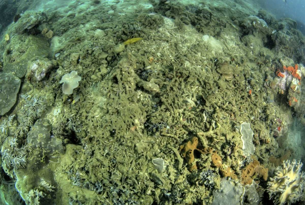 Indonesia, Papua, Raja Ampat Damaged reef art print by Jones Shimlock for $57.95 CAD