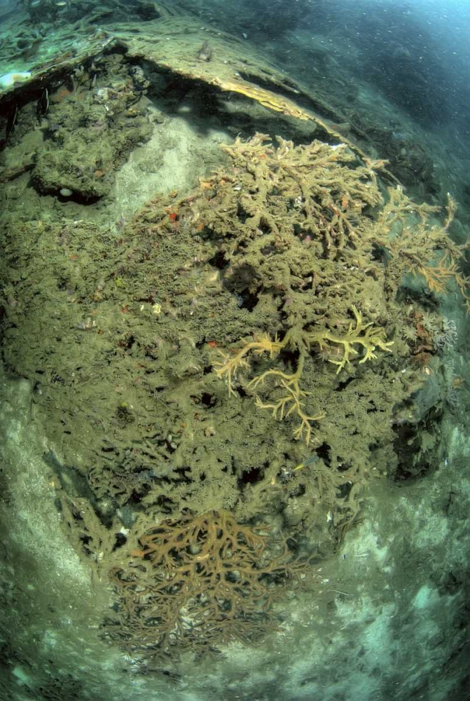 Indonesia, Papua, Raja Ampat Damaged reef art print by Jones Shimlock for $57.95 CAD