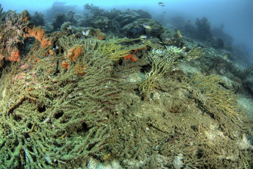 Indonesia, Papua, Raja Ampat Damaged reef art print by Jones Shimlock for $57.95 CAD