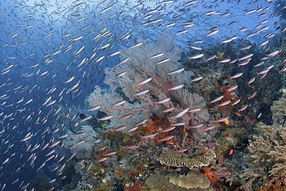 Indonesia, Raja Ampat Underwater fish and coral art print by Jones Shimlock for $57.95 CAD